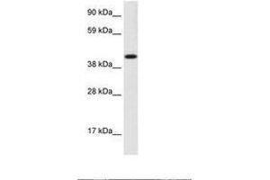 Image no. 1 for anti-Insulinoma-Associated 1 (INSM1) (AA 191-240) antibody (ABIN202692) (INSM1 抗体  (AA 191-240))