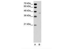 Image no. 2 for anti-Pannexin 1 (PANX1) (AA 231-280) antibody (ABIN6736329) (PANX1 抗体  (AA 231-280))