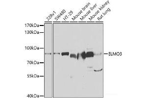 Western blot analysis of extracts of various cell lines using ELMO3 Polyclonal Antibody at dilution of 1:1000. (ELMO3 抗体)