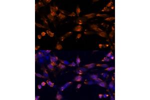 Immunofluorescence (IF) image for anti-Amphiregulin (AREG) (AA 20-252) antibody (ABIN6137065)