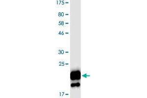 Image no. 1 for CD40 Ligand (CD40LG) (AA 116-261) protein (His-DYKDDDDK-Strep II Tag) (ABIN1348648)