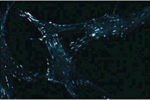 Immunofluorescent staining of WI38 cells with anti-Paxillin. (Paxillin 抗体  (AA 1-557))