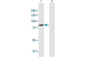 Western Blot analysis of DGKA expression in transfected 293T cell line by DGKA MaxPab polyclonal antibody.