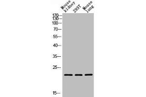 Western blot analysis of Mouse kidney, 293T, Mouse lung, antibody was diluted at 1000. (GREM2 抗体  (AA 71-120))