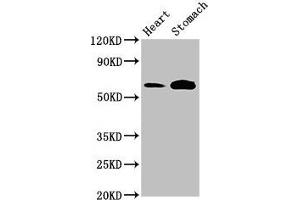 Western Blot Positive WB detected in: Rat heart tissue, Mouse stomach tissue All lanes: TPH2 antibody at 3 μg/mL Secondary Goat polyclonal to rabbit IgG at 1/50000 dilution Predicted band size: 57 kDa Observed band size: 57 kDa (Tryptophan Hydroxylase 2 抗体  (AA 44-225))