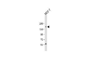 Anti-ADNP Antibody (C-term) at 1:1000 dilution + MCF-7 whole cell lysate Lysates/proteins at 20 μg per lane. (ADNP 抗体  (C-Term))