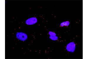 Proximity Ligation Assay (PLA) image for anti-V-Crk Sarcoma Virus CT10 Oncogene Homolog (Avian)-Like (CRKL) (AA 204-303) antibody (ABIN514606)