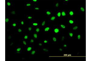 Immunofluorescence (IF) image for anti-Zinc Finger Protein 24 (ZNF24) (AA 1-368) antibody (ABIN521493)