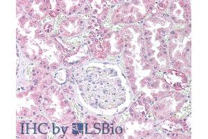 ABIN184646 (10µg/ml) staining of paraffin embedded Human Kidney. (PPP2CB 抗体  (C-Term))
