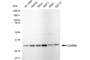 Western blotting analysis using GEMIN2 antibody (ABIN7798703).