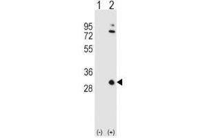 Western blot analysis of APOA1 antibody and 293 cell lysate either nontransfected (Lane 1) or transiently transfected (2) with the APOA1 gene. (APOA1 抗体  (AA 10-37))