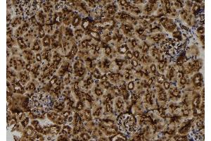ABIN6273156 at 1/100 staining Mouse kidney tissue by IHC-P. (Mahogunin RING Finger Protein 1 抗体  (Internal Region))