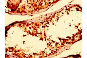 IHC image of ABIN7172014 diluted at 1:300 and staining in paraffin-embedded human testis tissue performed on a Leica BondTM system.