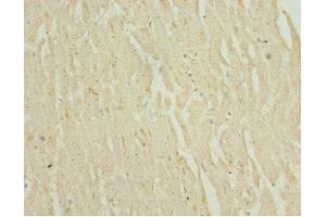Immunohistochemistry of paraffin-embedded human heart tissue using ABIN7151087 at dilution of 1:100 (NHLRC1 抗体  (AA 1-280))