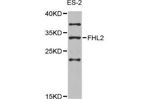 Western blot analysis of extracts of ES-2 cells, using FHL2 antibody (ABIN5975345) at 1/1000 dilution. (FHL2 抗体)