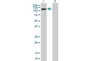 Western Blot analysis of ZNF526 expression in transfected 293T cell line by ZNF526 MaxPab polyclonal antibody. (ZNF526 抗体  (AA 1-670))