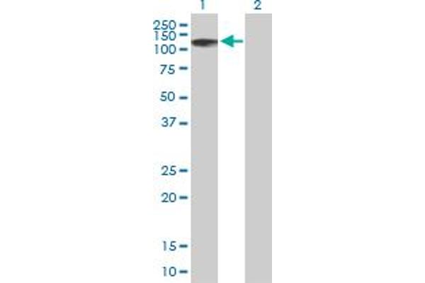 ZNF526 antibody  (AA 1-670)