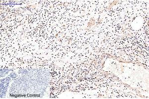 Immunohistochemical analysis of paraffin-embedded human appendix tissue.