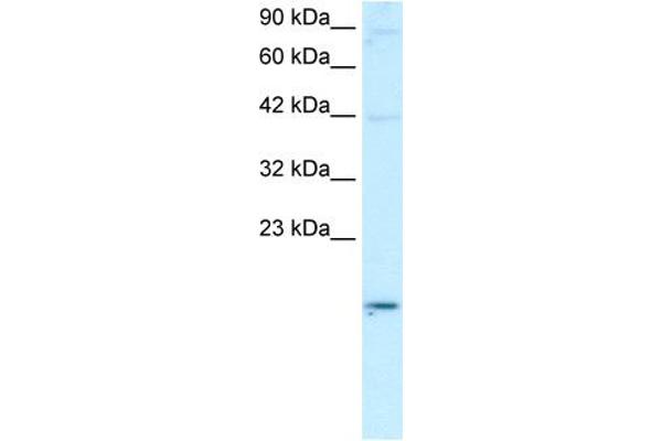 APOBEC3G 抗体  (N-Term)