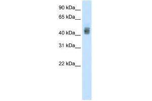 WB Suggested Anti-SOX3 Antibody Titration:  1. (SOX3 抗体  (N-Term))
