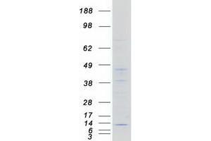 Western Blotting (WB) image for NADH Dehydrogenase (Ubiquinone) 1 alpha Subcomplex, 4 (NDUFA4) protein (Myc-DYKDDDDK Tag) (ABIN2726994)