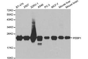 Western blot analysis of extracts of various cell lines, using PEBP1 antibody. (PEBP1 抗体)