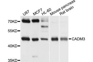 Western blot analysis of extract of various cells, using CADM3 antibody. (CADM3 抗体)
