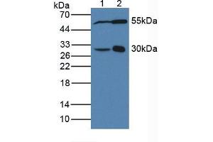 Figure. (DDAH2 抗体  (AA 31-265))