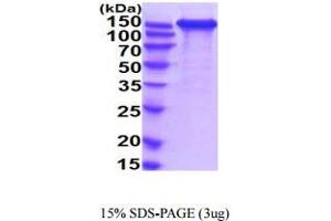 SDS-PAGE (SDS) image for L1 Cell Adhesion Molecule (L1CAM) (AA 20-1115) protein (His tag) (ABIN5854930) (L1CAM Protein (AA 20-1115) (His tag))