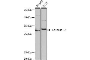 Western blot analysis of extracts of various cell lines, using Caspase-14 antibody (ABIN6131525, ABIN6137958, ABIN6137959 and ABIN6222205) at 1:1000 dilution. (CASP14 抗体  (AA 1-242))