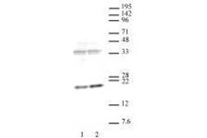 Histone H3K36me3 recombinant antibody (rAb) tested by Western blot  20 µg of HeLa cell nuclear extract (Lane 1) and 15 µg HeLa whole cell acid extract (Lane 2) were run on SDS-PAGE and probed with  H3K36me3 antibody at 0.