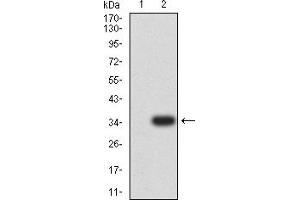 Western Blotting (WB) image for anti-CD3d Molecule, delta (CD3-TCR Complex) (CD3D) (AA 127-171) antibody (ABIN7193636)