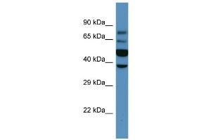 Host:  Rabbit  Target Name:  Wnt6  Sample Type:  Mouse Kidney lysates  Antibody Dilution:  1.