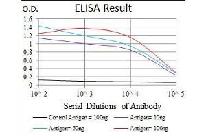 Image no. 4 for anti-Integrin beta 1 (ITGB1) antibody (ABIN1498893) (ITGB1 抗体)