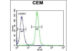 ARL8 Antibody (C-term) (ABIN655267 and ABIN2844860) flow cytometric analysis of CEM cells (right histogram) compared to a negative control cell (left histogram). (ARL5B 抗体  (C-Term))