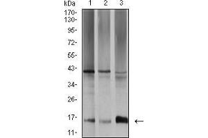 Western blot analysis using SAG2 mouse mAb against SW480 (1), A431 (2), and K562 (3) cell lysate. (Surface Antigen 2B 抗体  (AA 1-130))