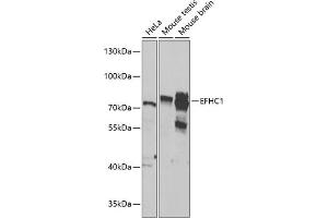 Western blot analysis of extracts of various cell lines, using EFHC1 antibody  at 1:1000 dilution. (EFHC1 抗体  (AA 391-640))