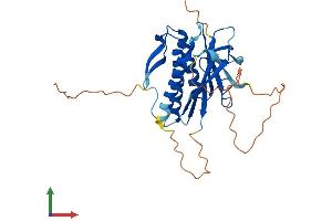 AlphaFold protein structure predicition of Mouse Recombinant Hormad2 Protein, UniprotID Q5SQP1