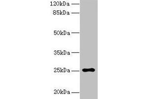 Western blot All lanes: ARPIN antibody at 0. (ARPIN 抗体  (AA 1-226))
