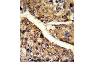 Immunohistochemistry (IHC) image for anti-Flavin Containing Monooxygenase 3 (FMO3) antibody (ABIN3002867) (FMO3 抗体)