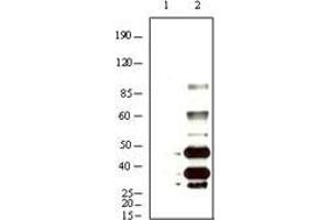Western blot analysis using KSHV K8α mouse mAb against BCBL-1 (1) and TPA induced BCBL-1 (2) cell lysate. (KSHVK8a 抗体)