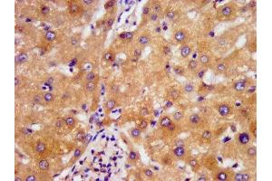 IHC image of ABIN7160878 diluted at 1:500 and staining in paraffin-embedded human liver tissue performed on a Leica BondTM system. (NDUFAF2 抗体  (AA 117-169))