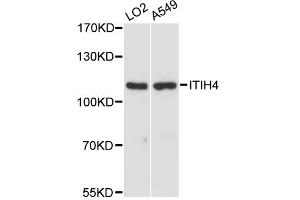 Western blot analysis of extracts of various cell lines, using ITIH4 antibody. (ITIH4 抗体)