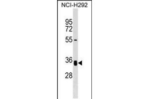 Western blot analysis in NCI-H292 cell line lysates (35ug/lane). (GNPTG 抗体  (C-Term))