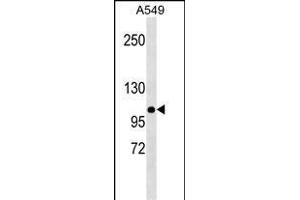 MLH1 Antibody (Center)(Ascites) ABIN1537704 western blot analysis in A549 cell line lysates (35 μg/lane). (MLH1 抗体  (AA 458-489))