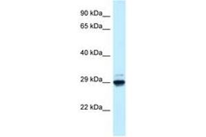 Image no. 1 for anti-MAF1 Homolog (MAF1) (AA 54-103) antibody (ABIN6747668) (MAF1 抗体  (AA 54-103))