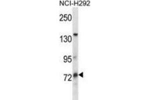Western blot analysis in NCI-H292 cell line lysates (35ug/lane) using MUM1L1 Antibody . (MUM1L1 抗体  (Middle Region))