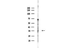 anti-T-Cell Immunoglobulin and Mucin Domain Containing 4 (TIMD4) (Internal Region) antibody