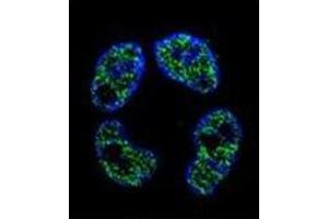 Immunofluorescence (IF) image for anti-Frequently Rearranged in Advanced T-Cell Lymphomas 2 (FRAT2) (AA 210-233), (C-Term) antibody (ABIN952389)