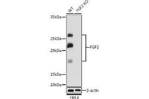 Western blot analysis of extracts from wild type (WT) and FGF2 knockout (KO) HeLa cells, using FGF2 Rabbit mAb (ABIN7267184) at 1:1000 dilution. (FGF2 抗体)